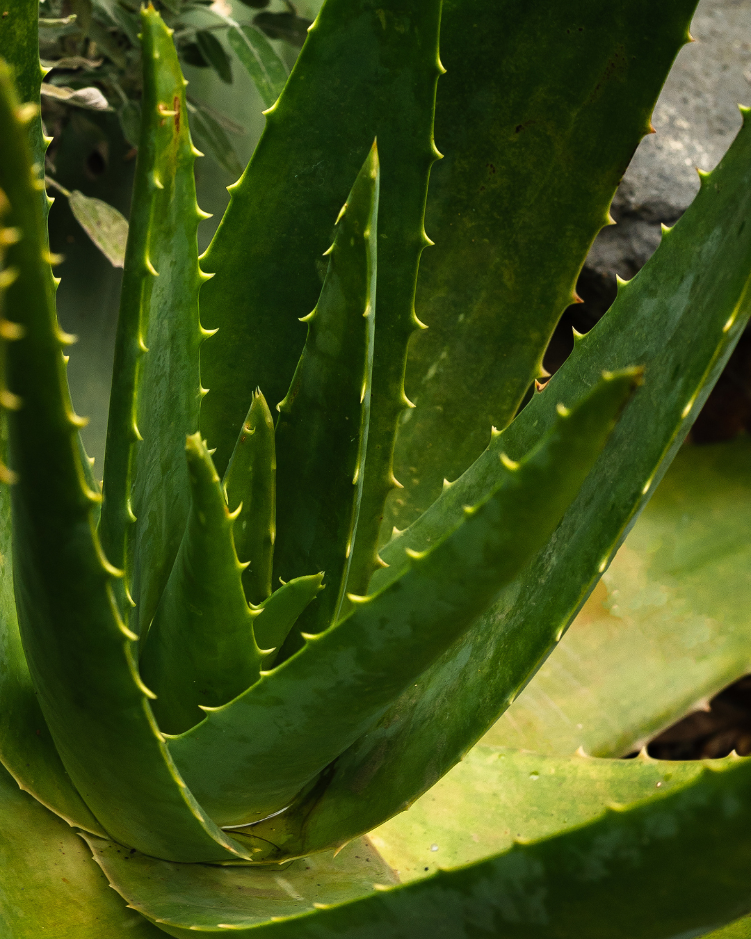 Close-up of a green aloe vera plant with detailed texture.